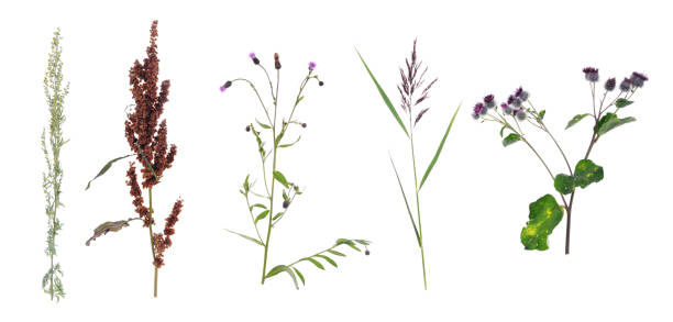 istock Collection Set of different plants and flowers isolated on a white background 1247016900