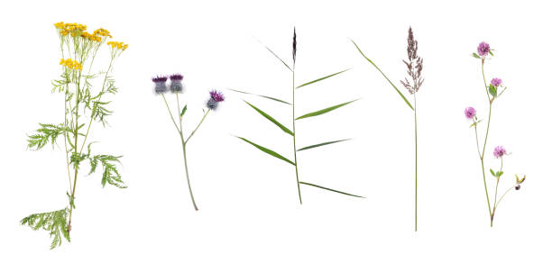 istock Collection Set of different plants and flowers isolated on a white background 1247016901