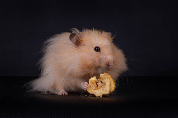 istock Syrian hamster eating a banana 1247017042