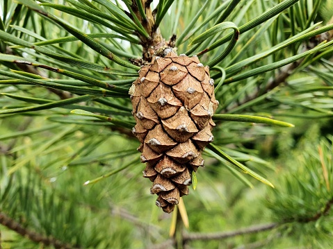 Big fir cone or pinecone from forest in the hands of a little girl, color autumn season