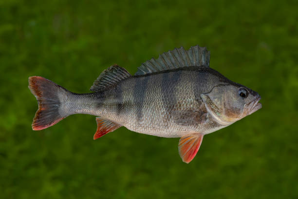 istock Alive perch fish isolated on underwater green background. Perca fluviatilis 1247018711