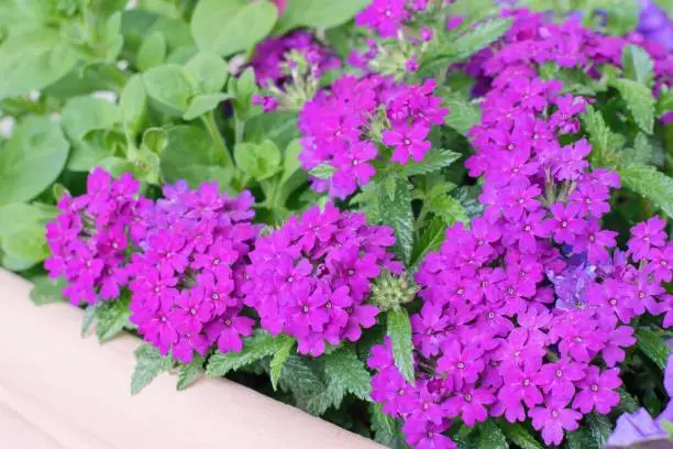 Purple Verbena flowers planted in the pot, summer teracce or window decoration.