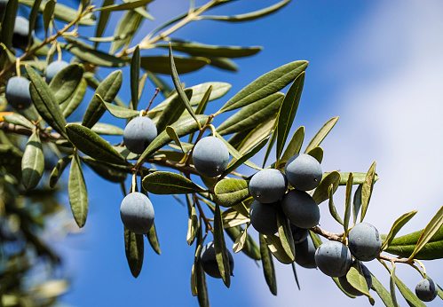 Olive trees in flower with new fruit coming