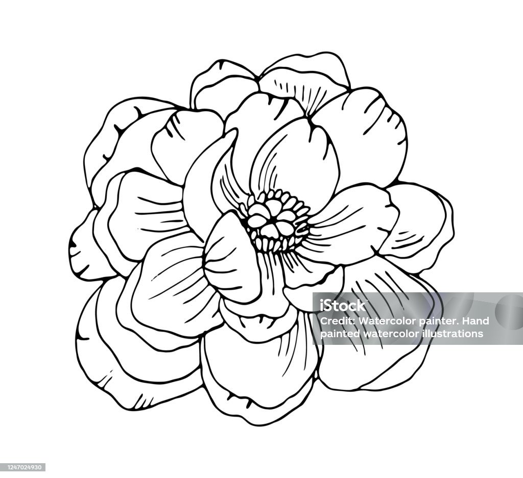 Hand Drawn Peony Flower Outline Vector Floral Illustration ...