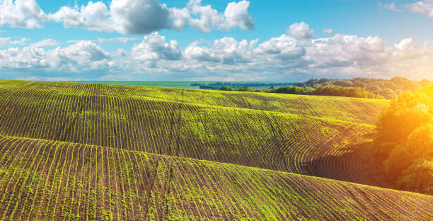istock green rows of sprouted corn on a private agricultural field with trees 1247026426