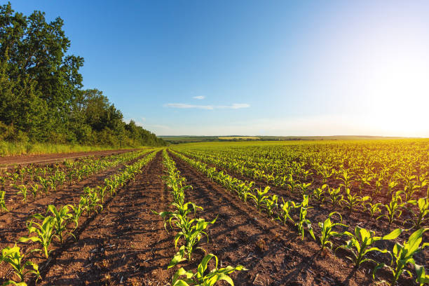 istock green rows of sprouted corn on a private agricultural field with trees 1247026481