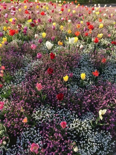 Photo of Springtime flowers in a park - Dijon, France