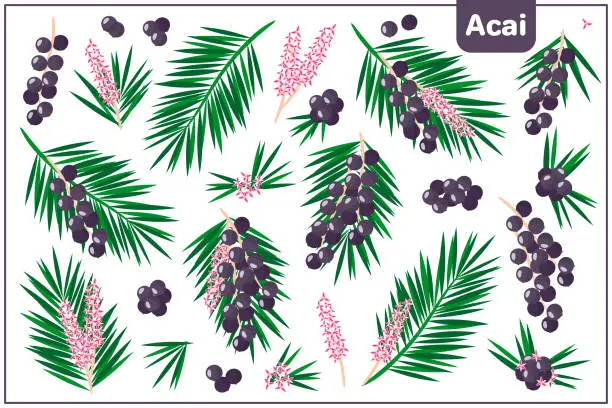 Vector illustration of Set of vector cartoon illustrations with Acai exotic fruits isolated on white background