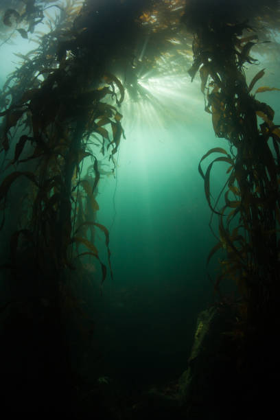 istock Vertical View of Dark Kelp Forest 1247029373