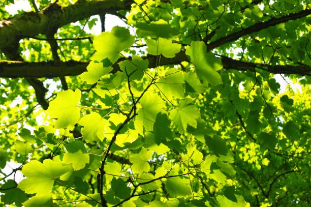 istock Green Leaves In Summer. 1247029435