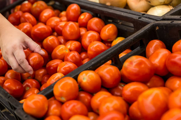 einkaufen. frau wählen bio-lebensmittel obsttomate in gemüseladen oder supermarkt. eine handfrau, die rote tomaten hält, wähle zwischen frisch und verdeint. konzept-schuss-auswahl. - 11818 stock-fotos und bilder