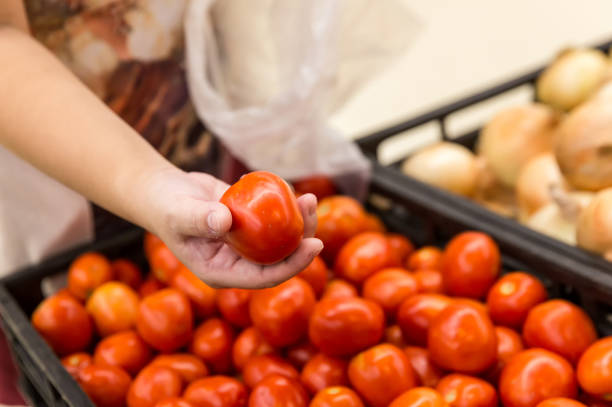 zakupy. kobieta wybierająca bio jedzenie pomidorów owocowych w sklepie warzywnym lub supermarkecie. ręka kobieta trzymająca czerwone pomidory, wybieraj między świeżymi i uschniętymi. wybór ujęcia koncepcyjnego. - 11817 zdjęcia i obrazy z banku zdjęć