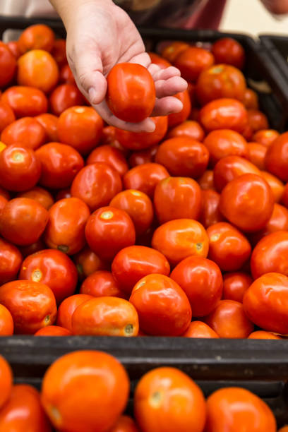 쇼핑. 야채 가게 나 슈퍼마켓에서 바이오 식품 과일 토마토를 선택하는 여성. 빨간 토마토를 들고 있는 손 여자는 신선하고 시든 중에서 선택합니다. 컨셉 샷 선택. - 11819 뉴스 사진 이미지
