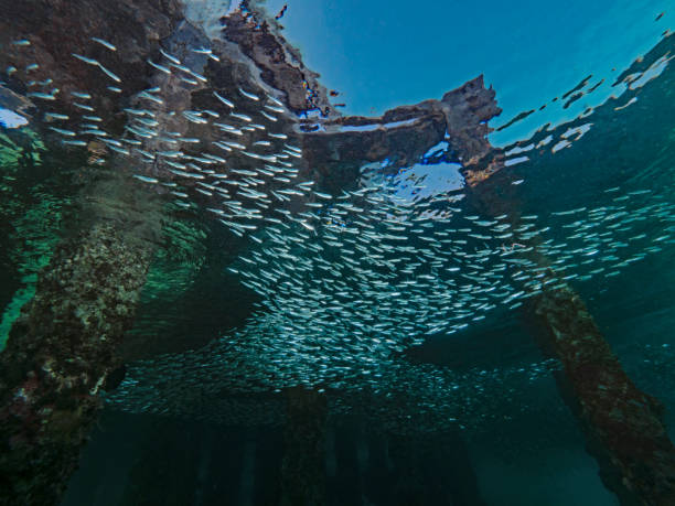 istock Fish below the pier, fish under the jetty 1247032222