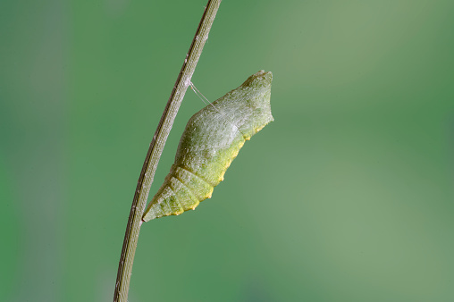 Swallowtail chrysalis (Papilio machaon)