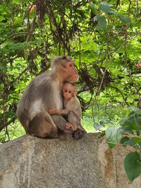 Its a monkey and its baby in a campus
