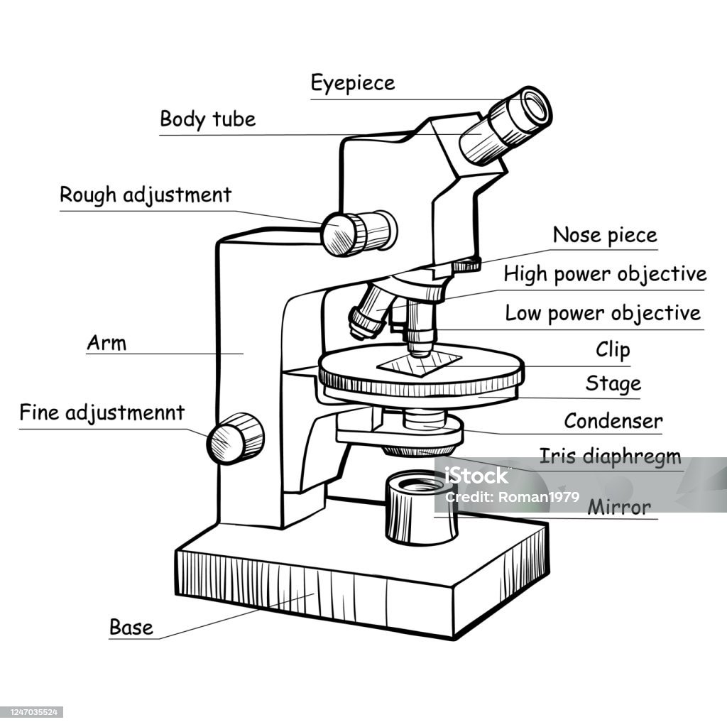 Compound microscope sketch with label