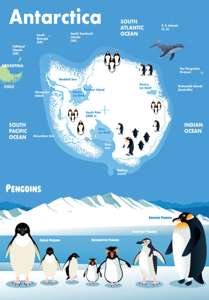 ilustrações, clipart, desenhos animados e ícones de antártida - oceano antártico