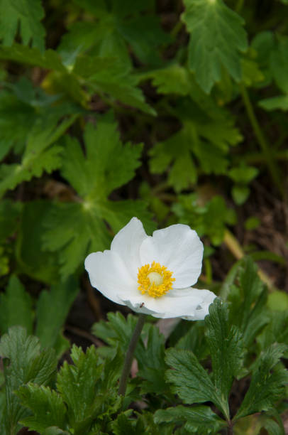 istock White anemone flower close-up in the spring garden 1247039807
