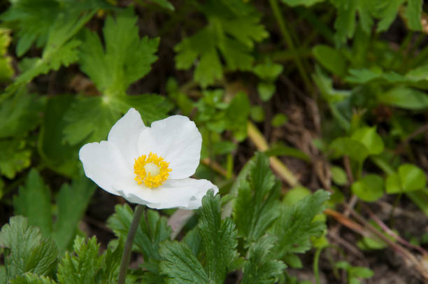 istock White anemone flower close-up in the spring garden 1247039865