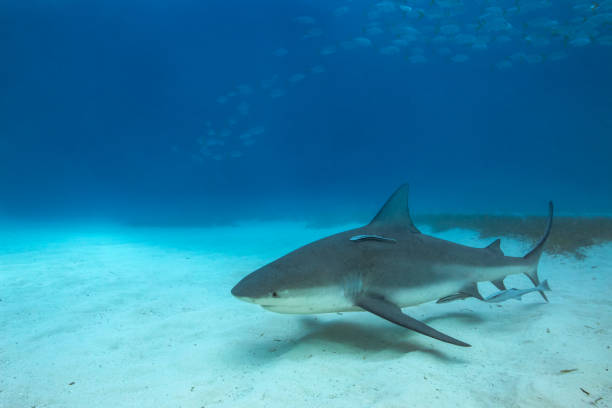 istock Bull shark in its natural habitat 1247044131