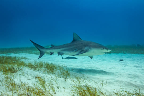 istock Bull shark in its natural habitat 1247044134