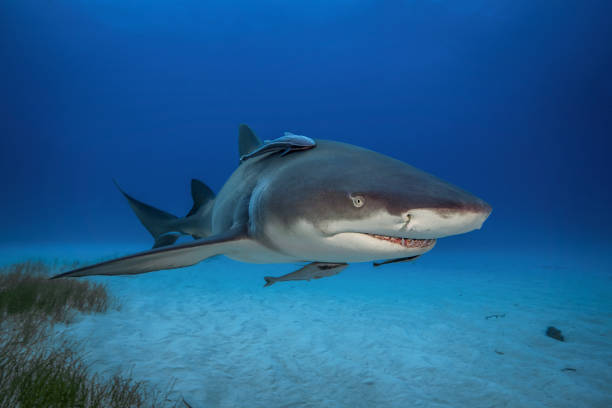 istock Lemon shark in its natural habitat 1247044163