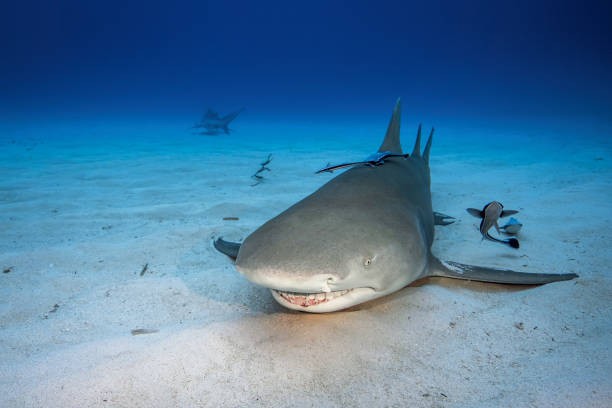 istock Lemon shark in its natural habitat 1247044221