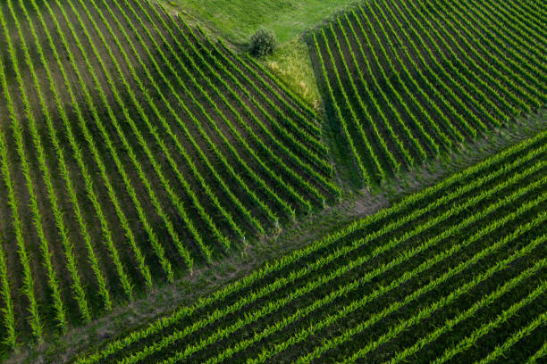 Succulent green leaves and bunches of growing grapes in Italy, Alba. Varietal grapes, two rows of grapes and the road leading off into the blue sky