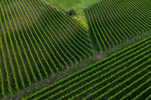 Italy - Marche landscape aerial view