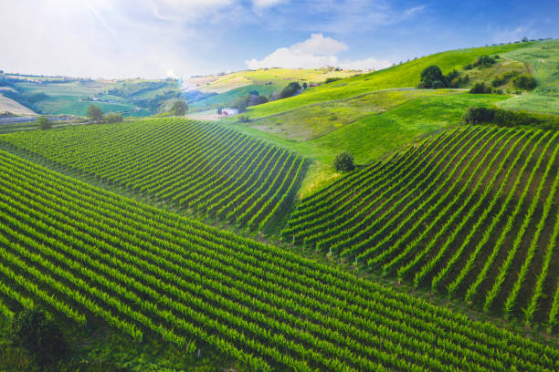 rolling Chianti hills planted with vineyards