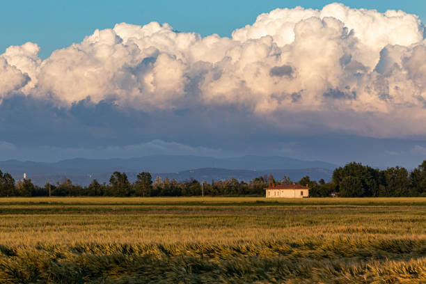 Particular view of the landscape from the countryside outside Staranzano(GO) during the beginning of summer season, (FVG, Italy).