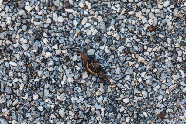 snail crawling on gravel path