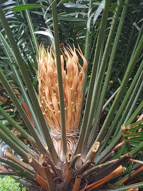 istock Female cone of Cycad 1247048507