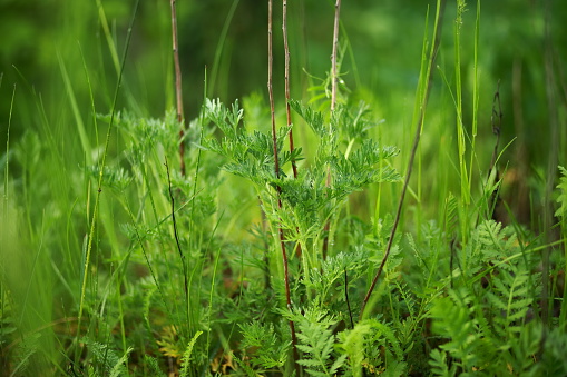 Meadow grass and weeds, dew and raindrops sparkling in the sun. Close-up, blurred background.