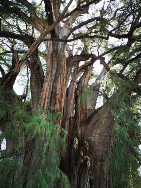 istock The widest tree in the world 1247050259