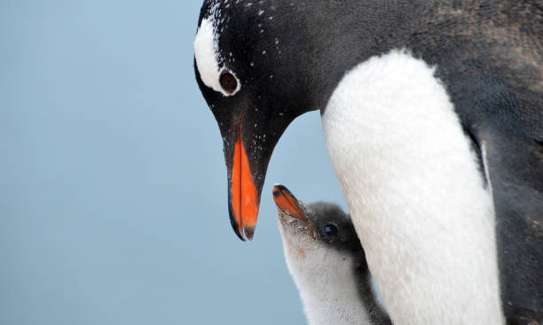 ein erwachsener gentoo pinguin (pygoscelis papua), der sich um ihr küken kümmert - gentoo penguin stock-fotos und bilder