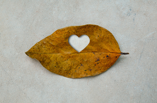 A heart of love with dry leaf. Toxic substance destroys the environment.Save the earth green natural ecology.