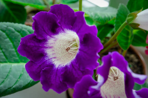 보라색과 흰색 꽃 글로시니아 또는 sinningia speciosa 클로즈업 - gloxinia 뉴스 사진 이미지