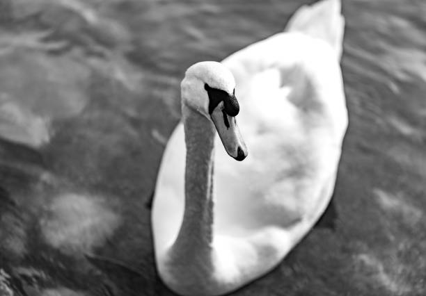 istock White swan close in black and white 1247053946