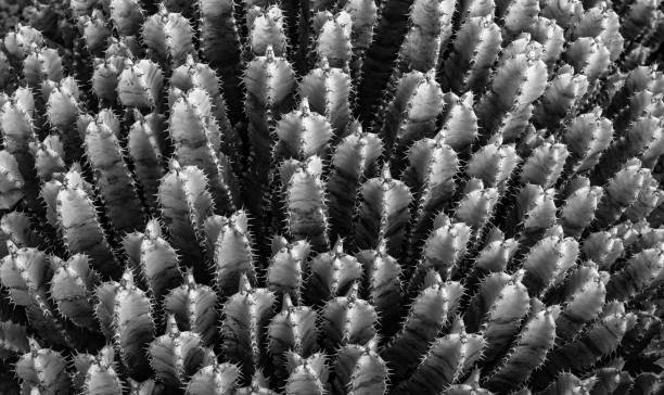 istock Cactus plant field in black and white 1247054164