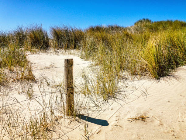 istock Relaxing view of dunes, grass at dutch  beach . 1247059367