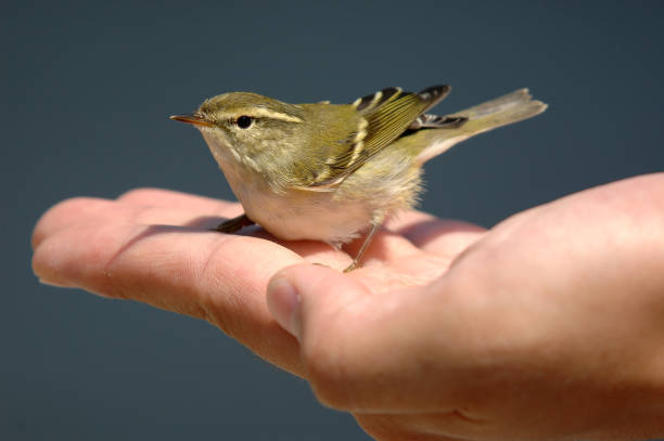This small songbird, Yellow-browed Warbler (Phylloscopus inornatus) is about to take flight from a human hand.