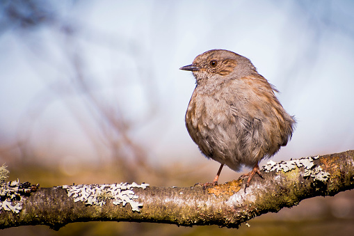 Female tree sparrow in an apple tree looking for aphids.