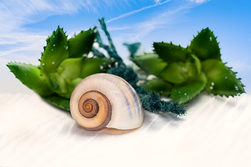Sea snail on the beach with two Echeverias and blue sky background. Ideal for a holiday background
