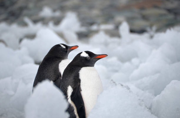 istock Two Gentoo Penguins (Pygoscelis papua) resting in a beach full of drift ice 1247062692