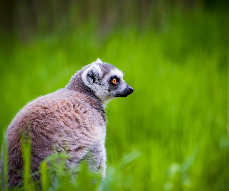 A simple detailed ring tailed lemur portrait with piercing orange eye and clear background