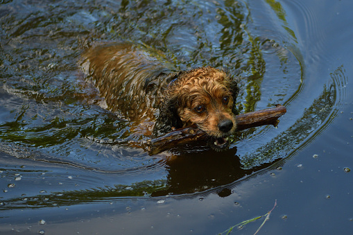 Cocker spaniel in river with stick