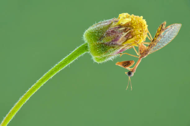 istock Mantisflies on flower, macro phottography 1247073945