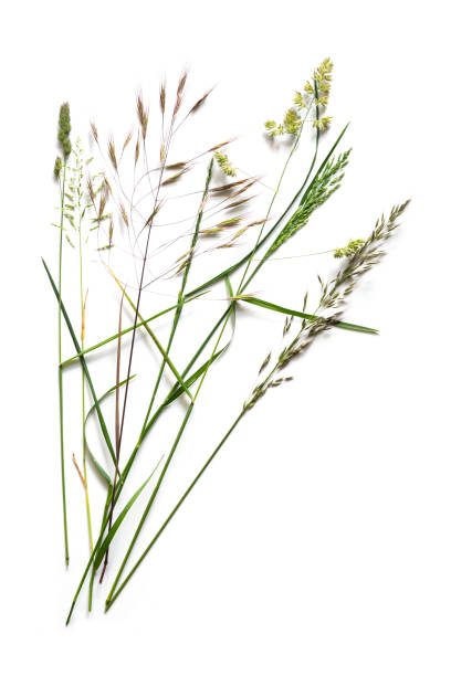 Arrangement with different wild grasses, like dactylis, brome and ryegrass isolated on a white background with copy space Arrangement with different wild grasses, like dactylis, brome and ryegrass isolated on a white background with copy space panicle stock pictures, royalty-free photos & images